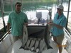 (05/27/2014) - Nice Striped Bass